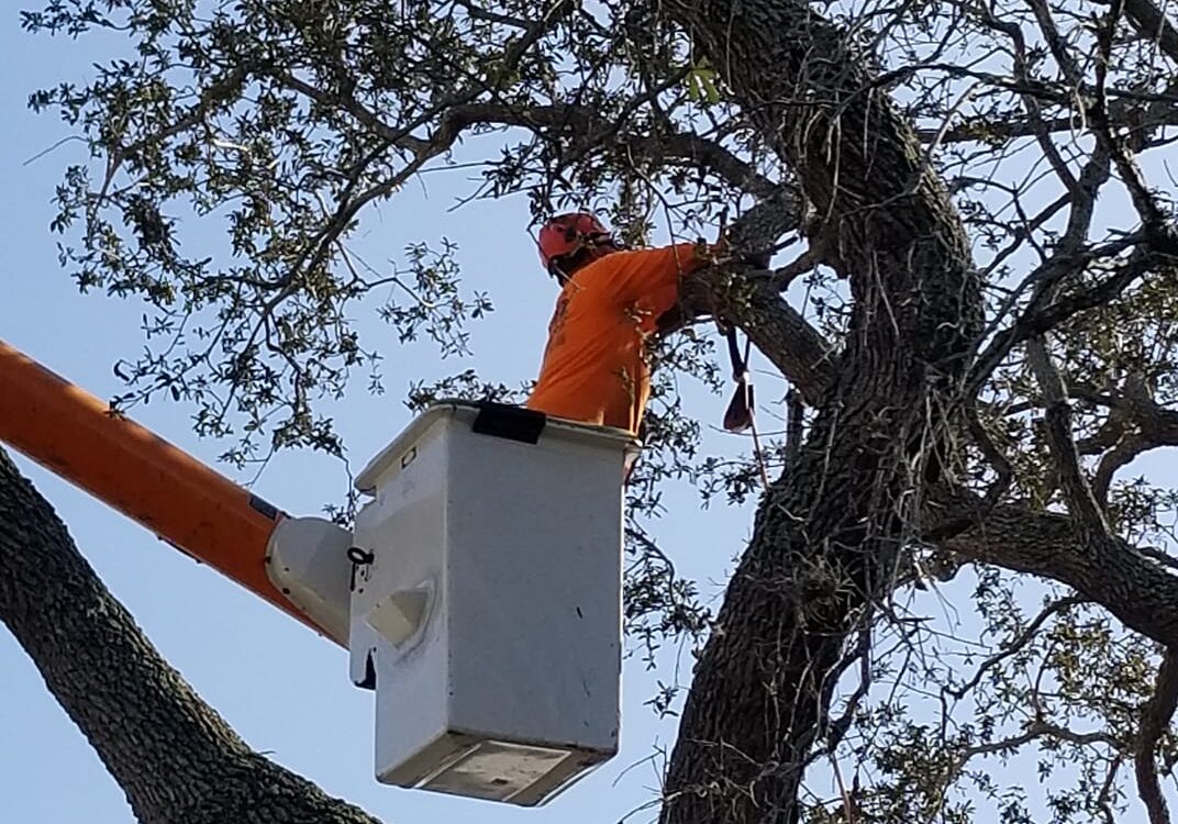 About Abor Rite Tree Service - Arbor Rite Tree Service -Tampa, FL, Clearwater, St Petersburg, Wesley Chapel, Lutz - Tree Removal, Tree Trimming, Stump Grinding