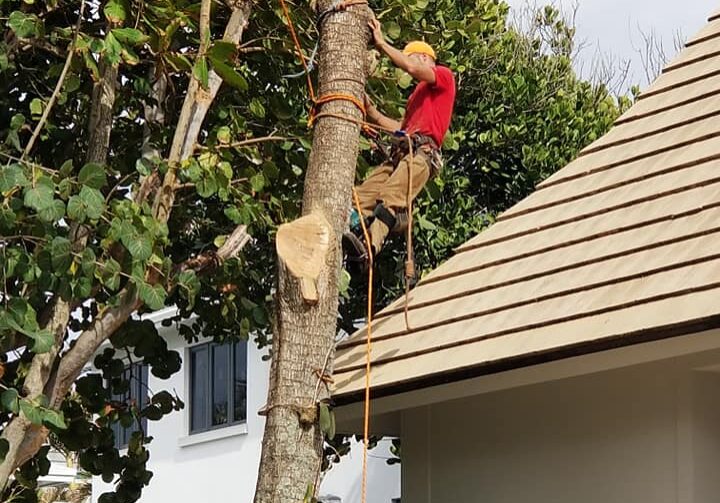 Arbor Rite Tree Service - Owner 2 Tree Removal and Trimming Services Tampa, Clearwater, St Pete, Hillsborough County