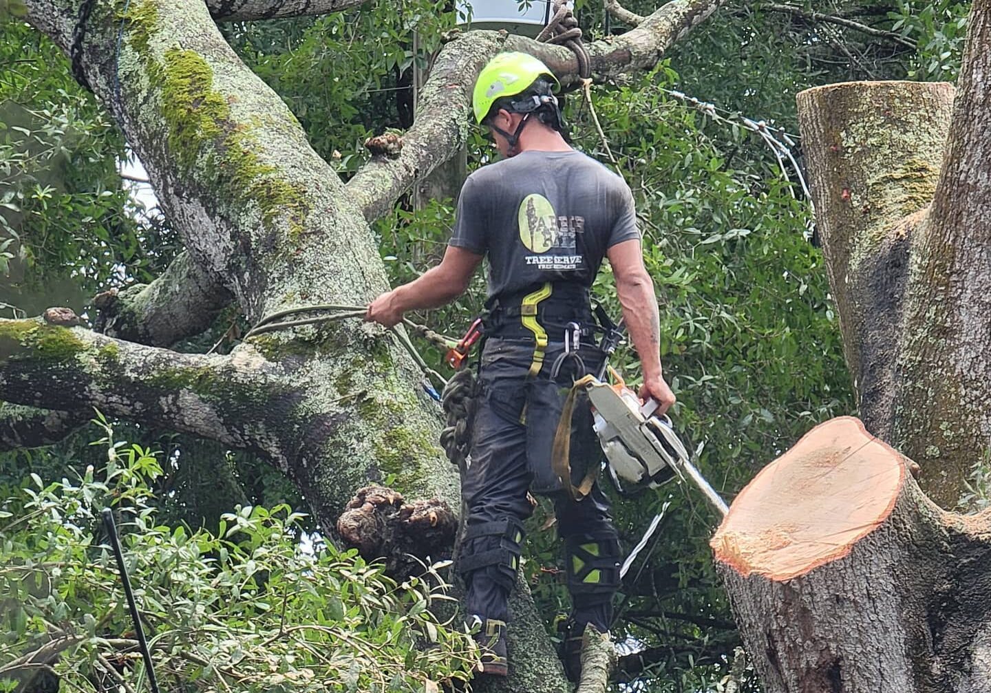 Arbor Rite Tree Service -Tampa, FL, Clearwater, St Petersburg, Wesley Chapel, Lutz - Tree Removal, Tree Trimming, Stump Grinding