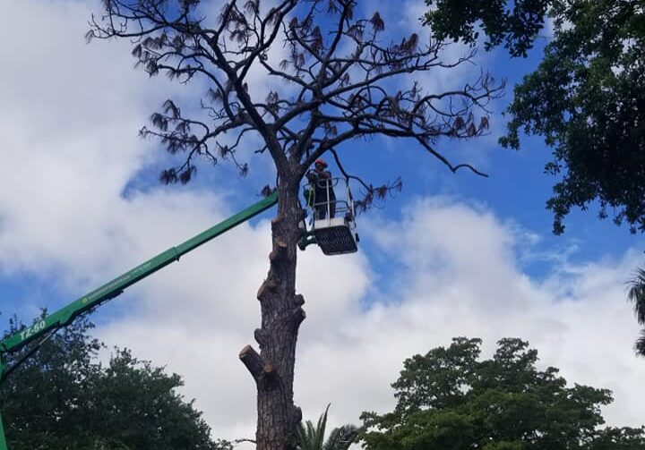 Storm Preparation Arbor Rite Tree Service - Tree Removal Tampa, Clearwater, St Pete, Hillsborough County