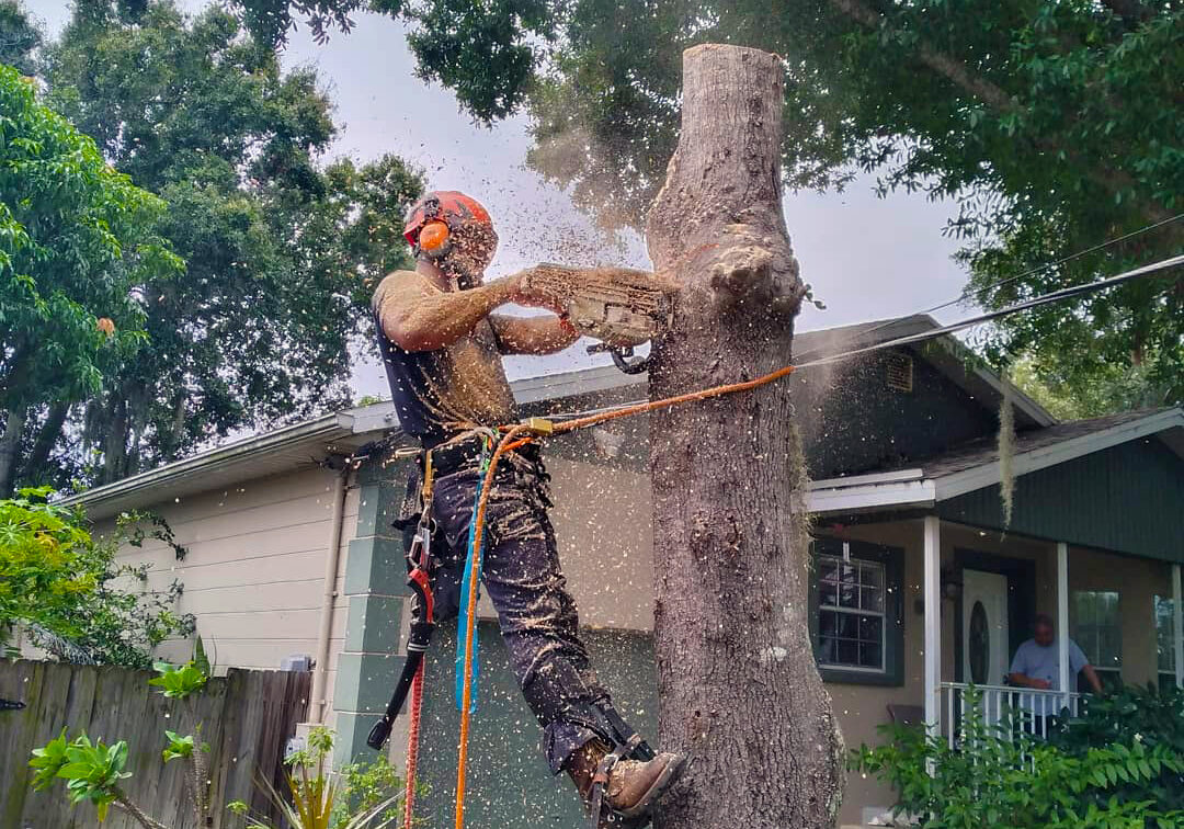 Tree Removal Arbor Rite Tree Service - Tree Removal and Trimming Services Tampa, FL