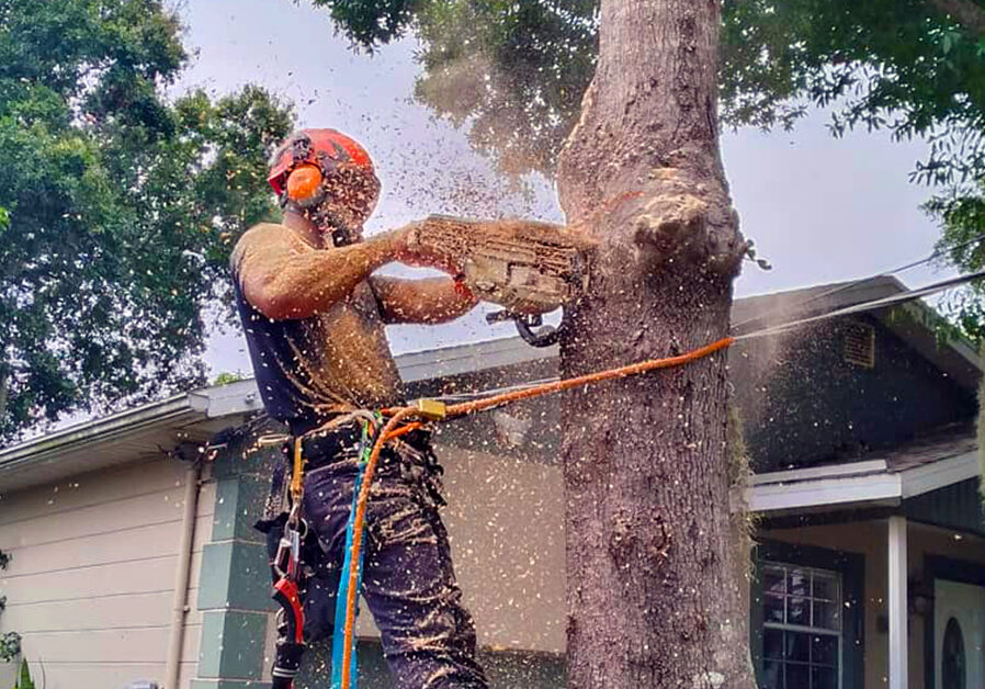 Tree Services- Arbor Rite Tree Service -Tampa, FL, Clearwater, St Petersburg, Wesley Chapel, Lutz - Tree Removal, Tree Trimming, Stump Grinding