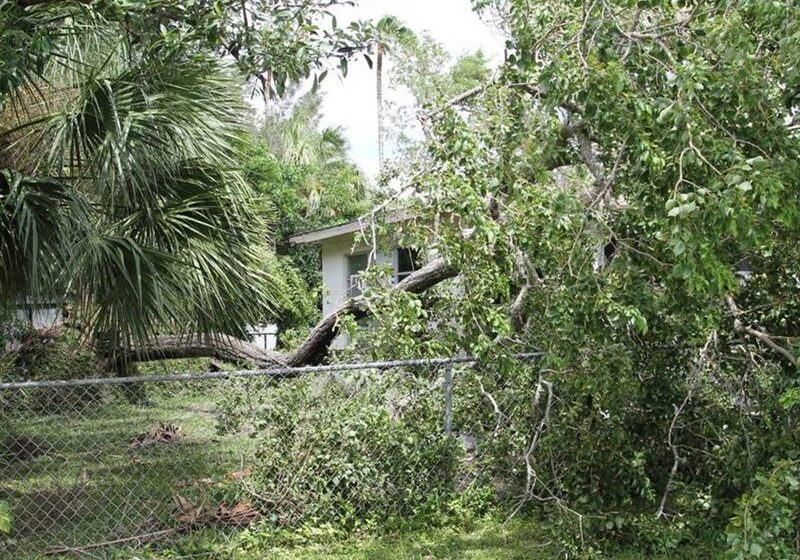Storm Preparation and Cleanup Tampa - Arbor Rite Tree Service - Tampa, Clearwater, St Pete, Hillsborough County