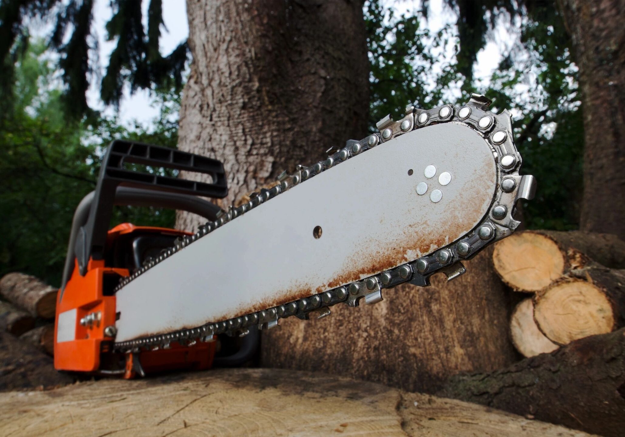 Contact Us - Arbor Rite Tree Service -Tampa, FL, Clearwater, St Petersburg, Wesley Chapel, Lutz - Tree Removal, Tree Trimming, Stump Grinding